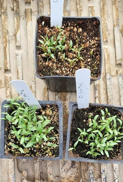 Tiny cilantro sprouts