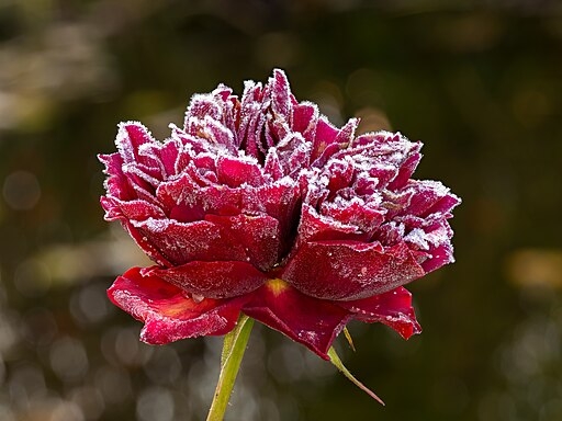 David Austin Rose, The Squire, with hoarfrost on it Wikimedia