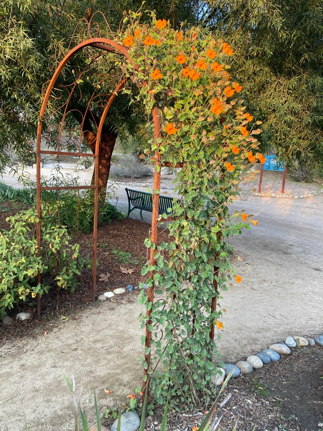 Orange clock vine (Thunbergia) adds color to the winter garden. This specimen, pictured Dec. 5, 2024, at the Clovis Botanical Garden, was planted by UC Master Gardener Rodger Pachebel. (Photo: Jeannette Warnert)