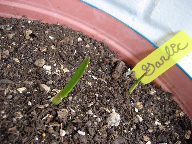 It's time to start vegetable seeds indoors. (Photo: Public Domain Images)