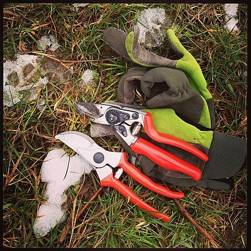 pruning shears and gloves