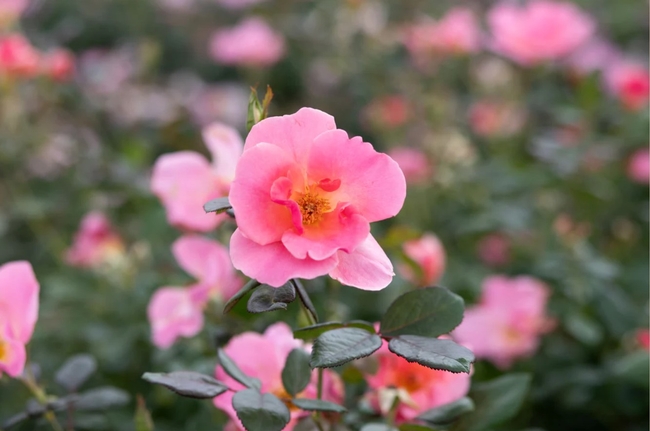 Coral colored rose on a bush