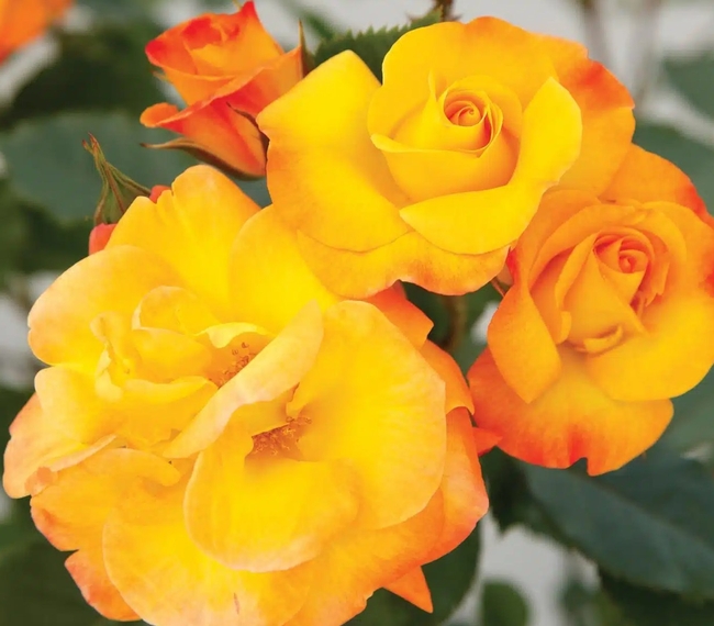 Yellow rose tipped with orange red petals