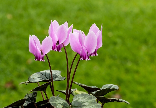 Light pint cyclamen blooming