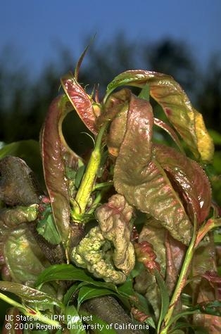 Distorted leaves are a symptom of the fungal disease peach leaf curl. (Photo: UC IPM)