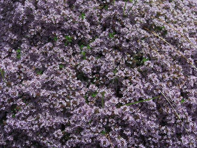 Creeping thyme is a fragrant, beautiful, drought-resistant groundcover. (Photo: Wikimedia Commons