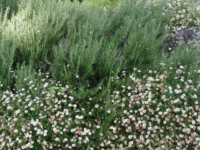 Santa Barbara daisy is a drought-tolerant perennial.