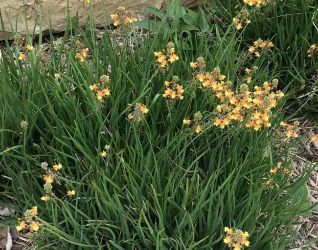 Stalked bulbine is an excellent choice for a xeriscape or rock garden.