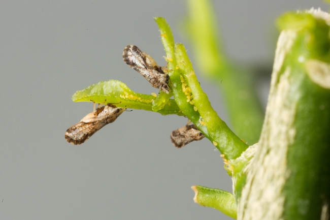Adult Asian citrus psyllid and eggs. Photo: M. Lewis, Center for Invasive Species Research, UC Riverside)