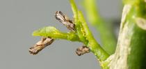 Adult Asian citrus psyllids and eggs. Photo: M. Lewis, Center for Invasive Species Research, UC Riverside for Fresno Gardening Green Blog