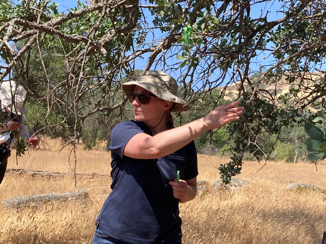 UCCE advisor Rebecca Ozeran explains a simple oak tree monitoring system.
