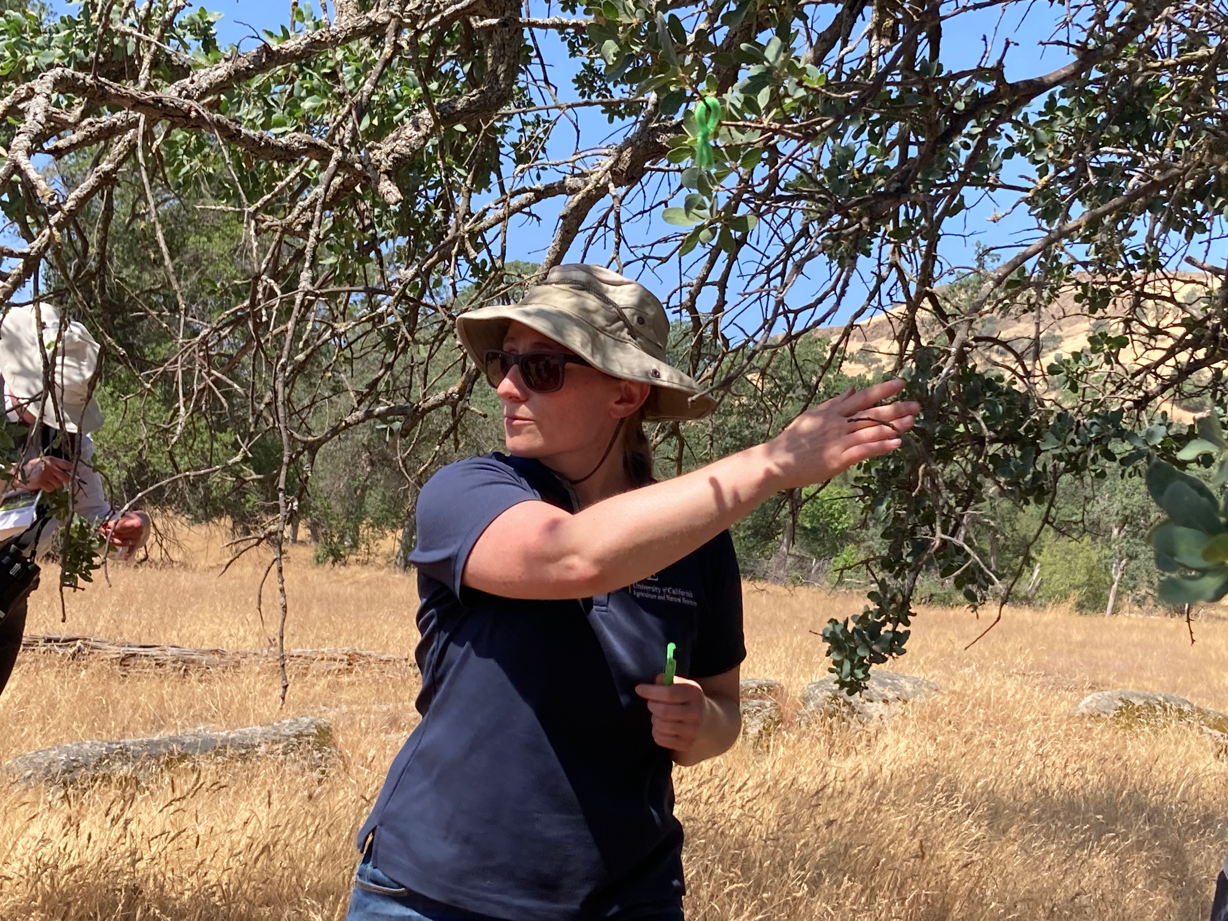 Researchers share tools to monitor blue oak health with Fresno foothill  residents - Fresno Gardening Green - ANR Blogs