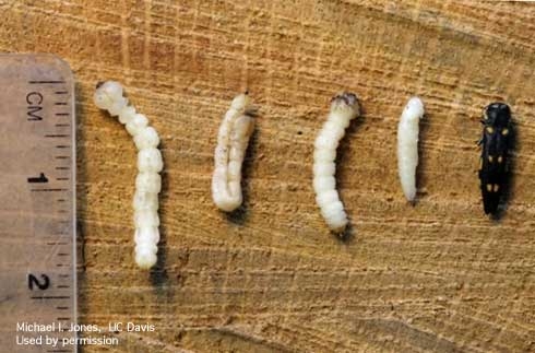 PHOTO:  Life states of the goldspotted oak borer.  From left: fourth-instar larva, fourth instar larva in a hairpin configuration and in a constricted form, pupa and adult.  Photo by Mike I. Jones.