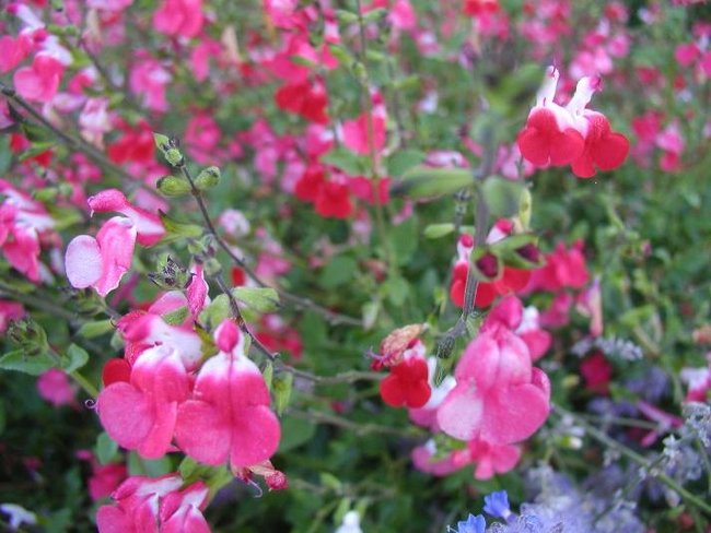 Salvia microphylla variety ‘hot lips'