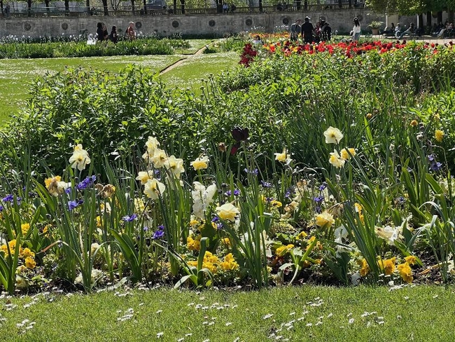 Perennial Border in Jardin des Tuileries, Paris