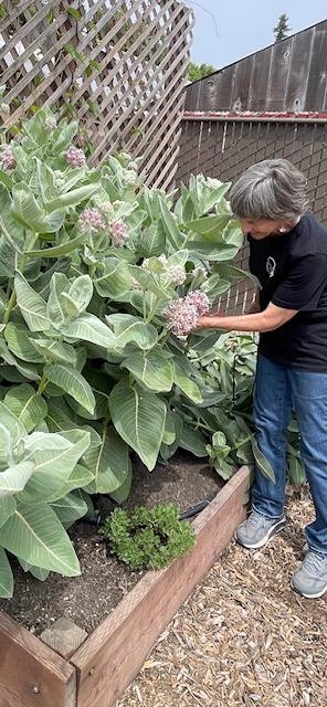 Master Gardener Kathy Anderson, examining the milkweed.