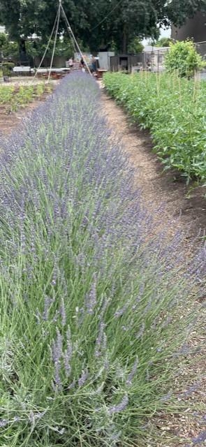 Lavender and vegetable beds