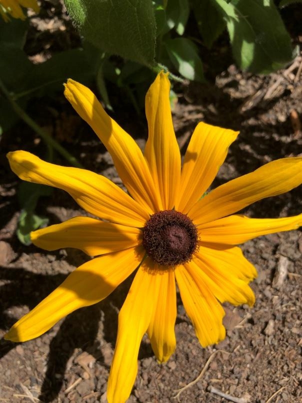 Black-eyed Susan (Rudbeckia fulgida ‘Goldstorm') will brighten up your garden bed (photo by author)