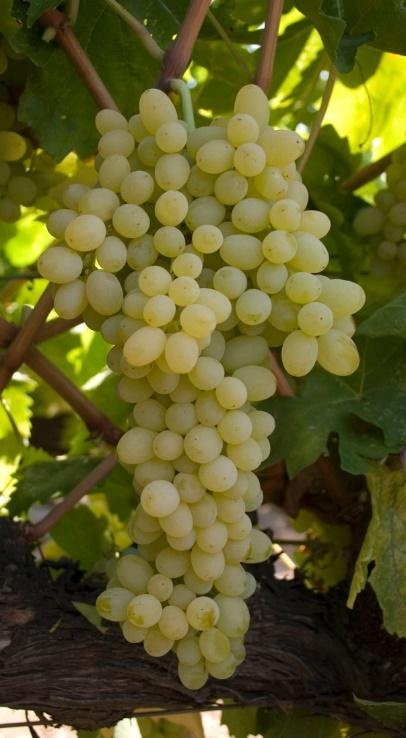 Thompson seedless grapes (Photo courtesy of UC Davis Foundation Plant Services)