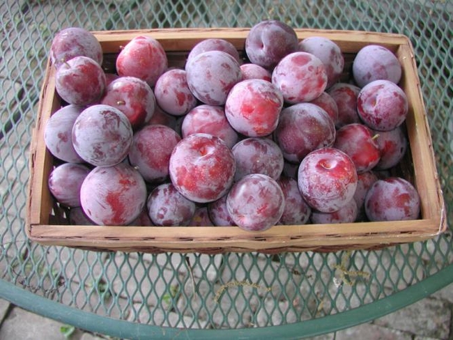 Santa Rosa plums are great for jam and fresh eating (photo by author)