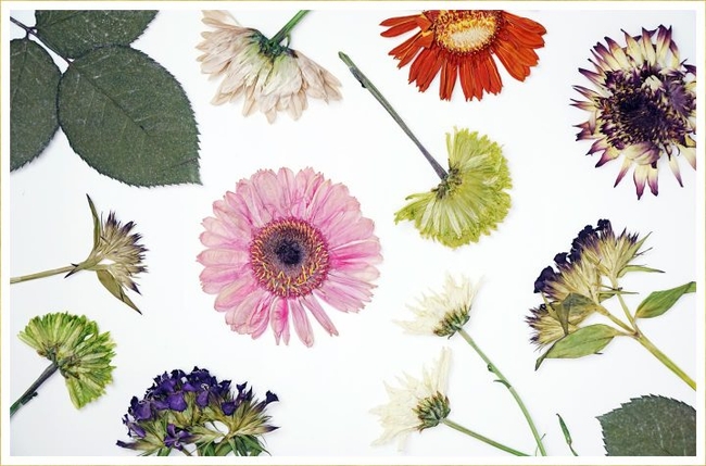 hero-how-to-press-flowers-720x475