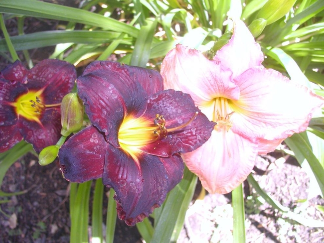 A dark purple and a light pink daylily at my home in Morada.