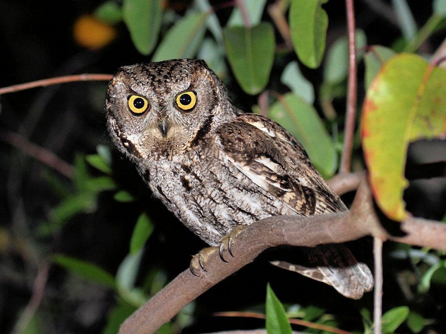 Western Screech Owl, Blog.orptics4birding.com