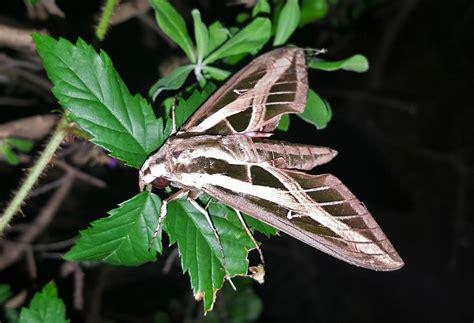 Sphinx Moth, Pixy.org