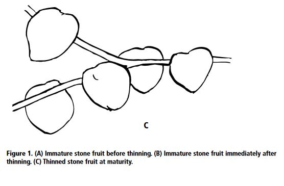 fruit thinning uc2