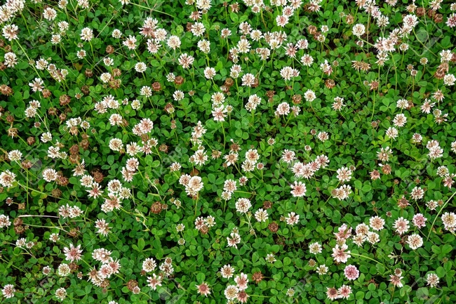 white-clover-trifolium-repens