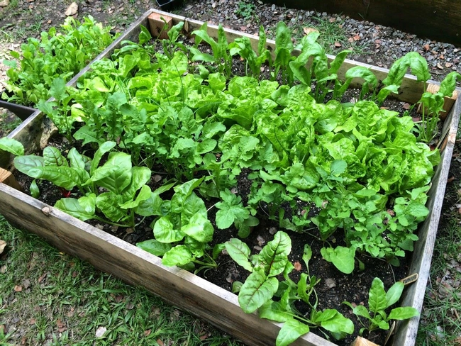 2020 Summer Vegetable Gardening - Milnes