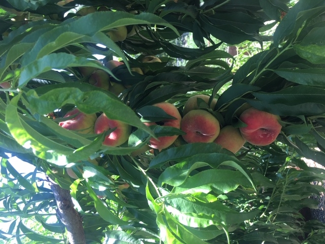 Feature 3 Photo - Feeding the Food Insecure Photo 3 - Peaches at Jerry Roek Memorial Garden