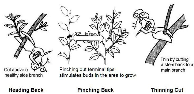 Pruning Terms - Illustrated