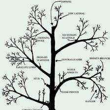Additional Pruning Terms - Illustrated