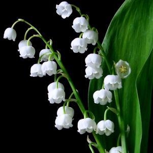 Lily of the Valley flowers are attractive and fragrant (Picture courtesy of HGTV)
