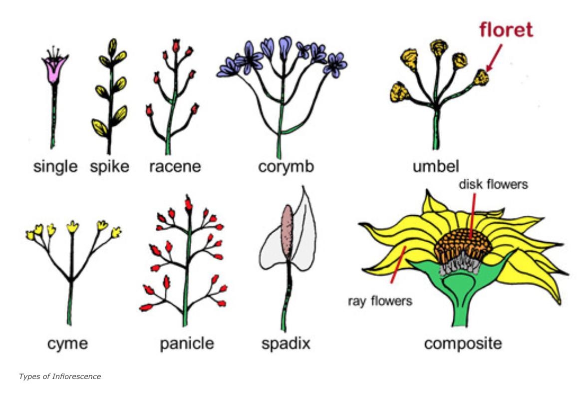Horticultural Terms - Garden Notes - ANR Blogs