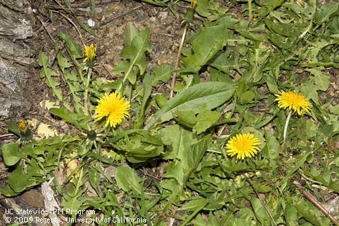 Pests - dandelion photo