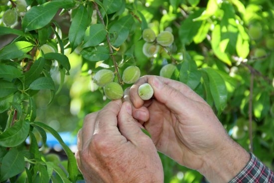 Thinning peaches by hand