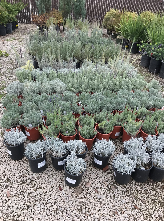 A selection of lavender plants