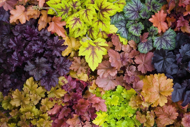 Heuchera come in an array of colors