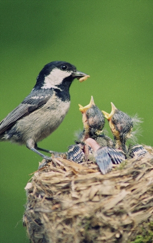 Bird feeding baby birds in nest