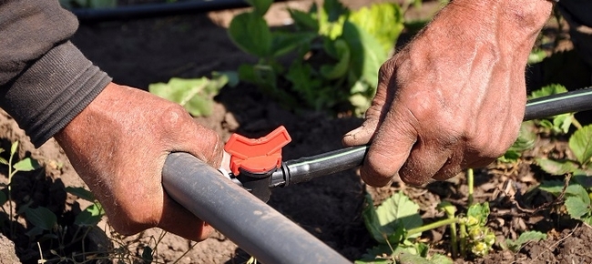 Check your drip irrigation system for leaks