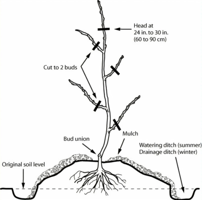 Bareroot tree planting diagram
