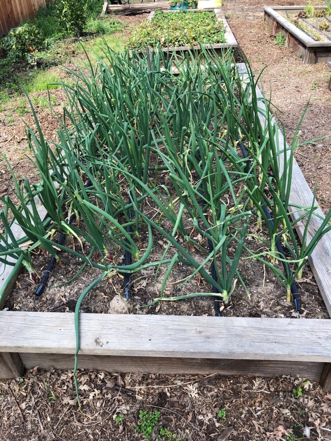 Onions planted in raised garden beds