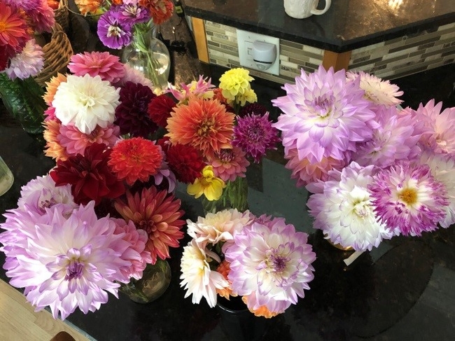 Dahlias come in a great variety of sizes, colors and forms.