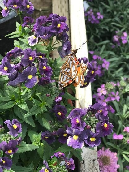 Nemesis honey dark blue – a low maintenance perennial.