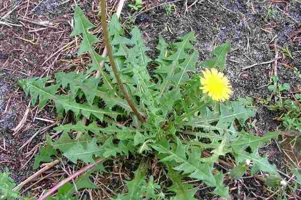 Taraxacum officinale (dandelion)
