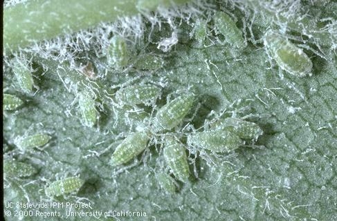 Mealy Plum Aphid
