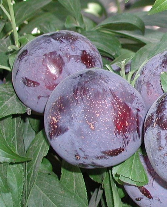 Laroda plums (photo courtesy of Burchell Nursery)