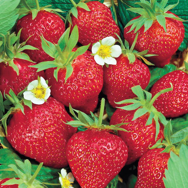 Chandler Strawberry plants